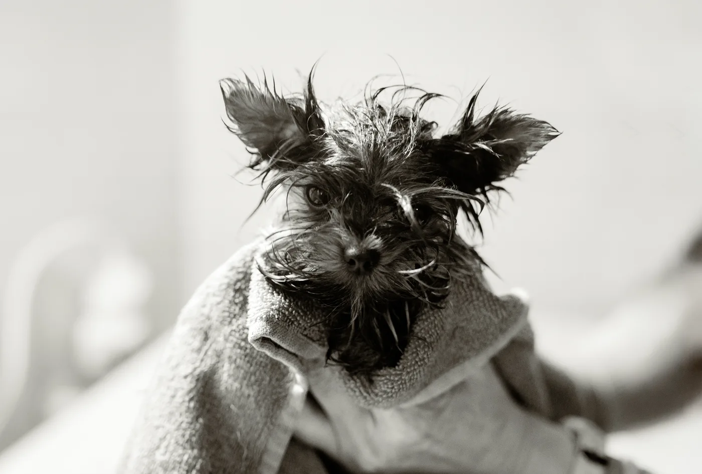 A just-bathed pup, still damp and full of character