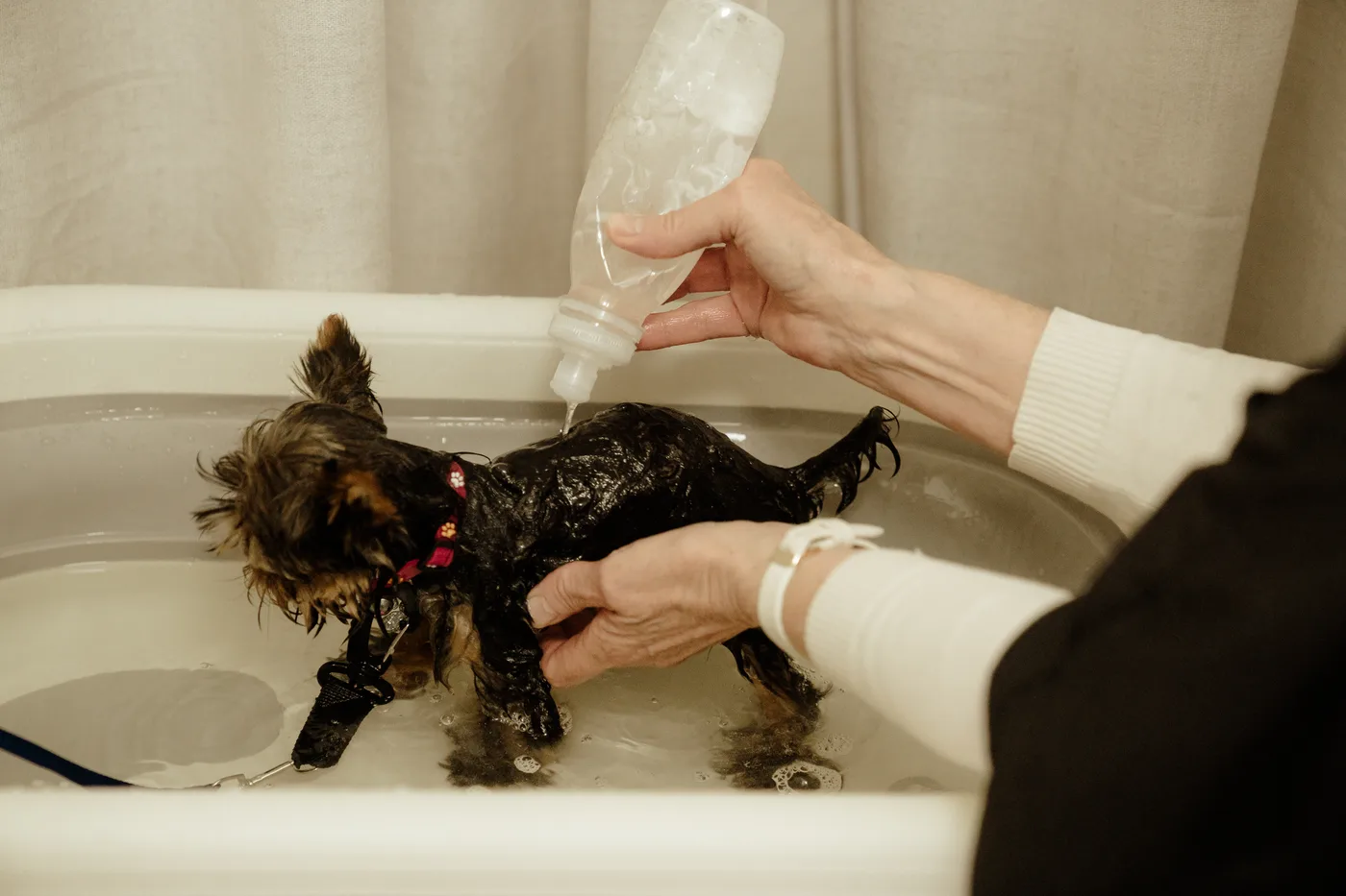 Pet-safe shampoo poured over a small dog in the bath