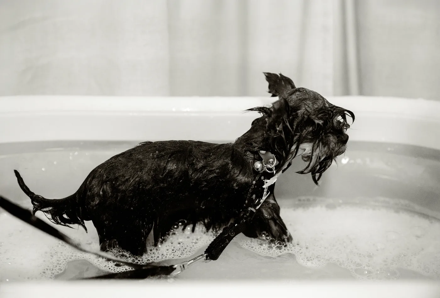 A freshly washed pup in the tub