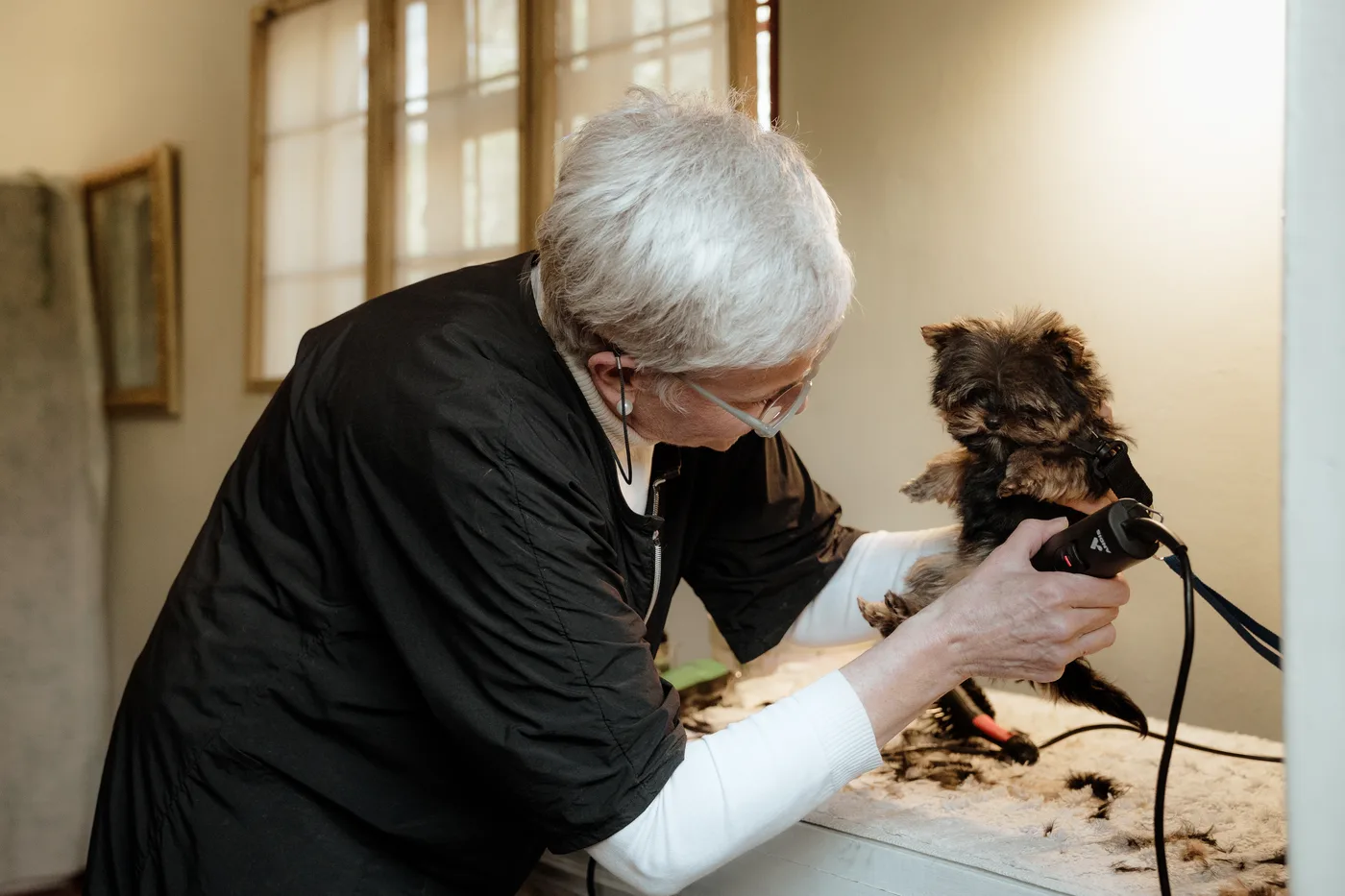 Erika working through a breed-standard trim