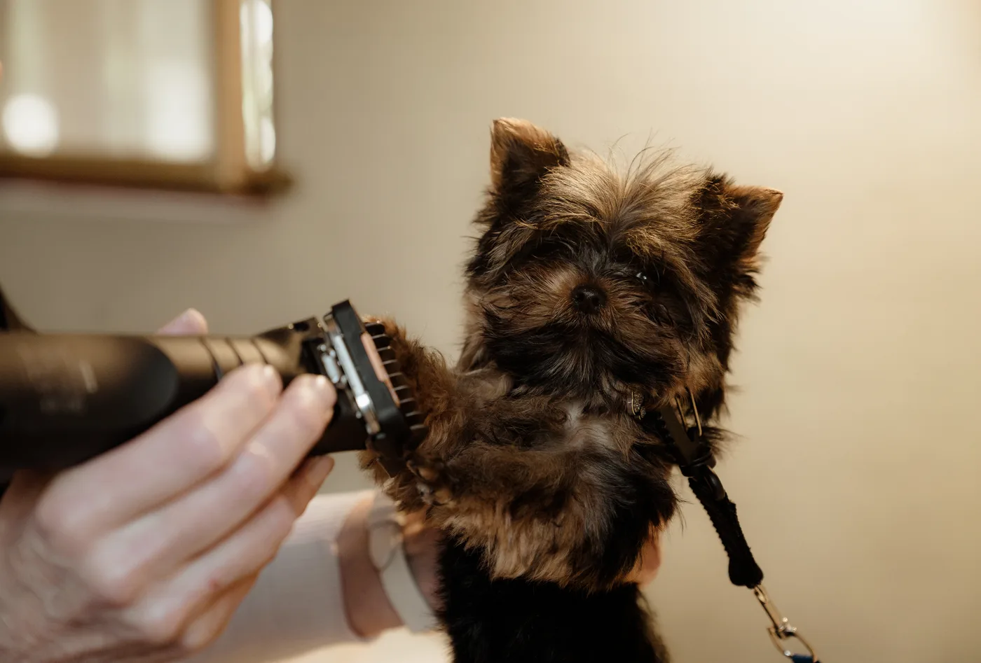 Careful clipper work around the head