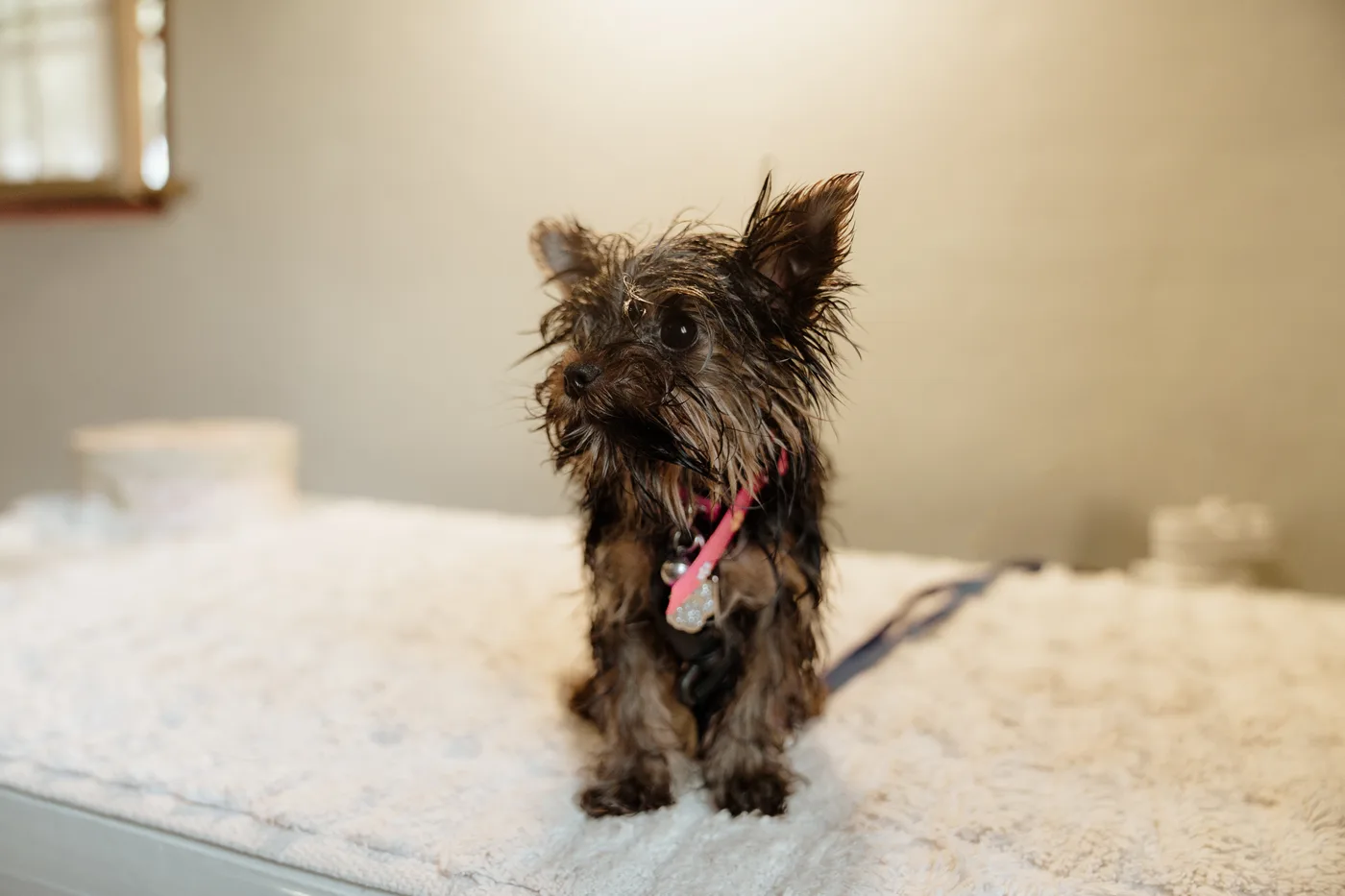 A Yorkie standing on the grooming table part-way through the dry