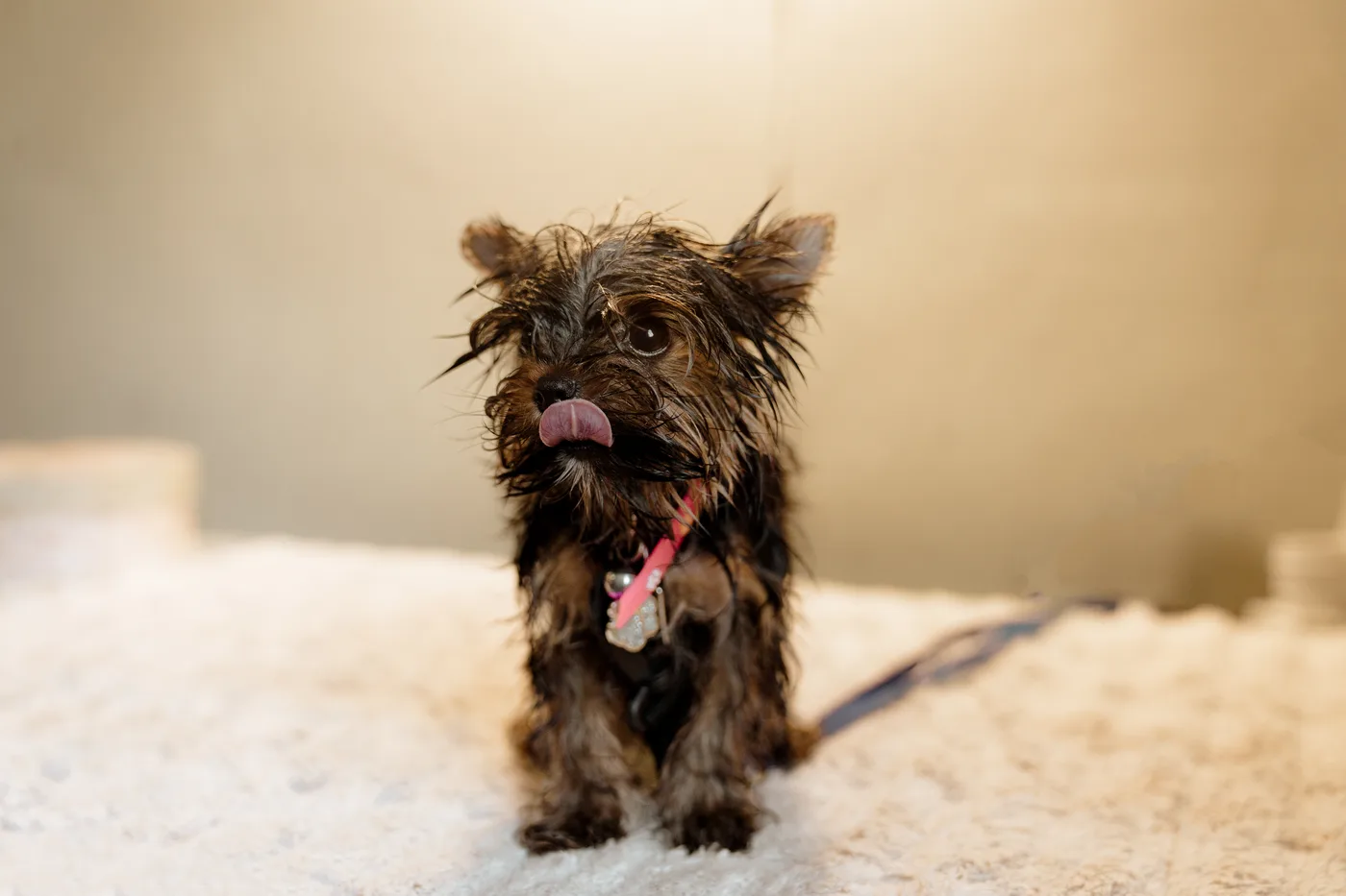 A happy Yorkie mid fluff dry