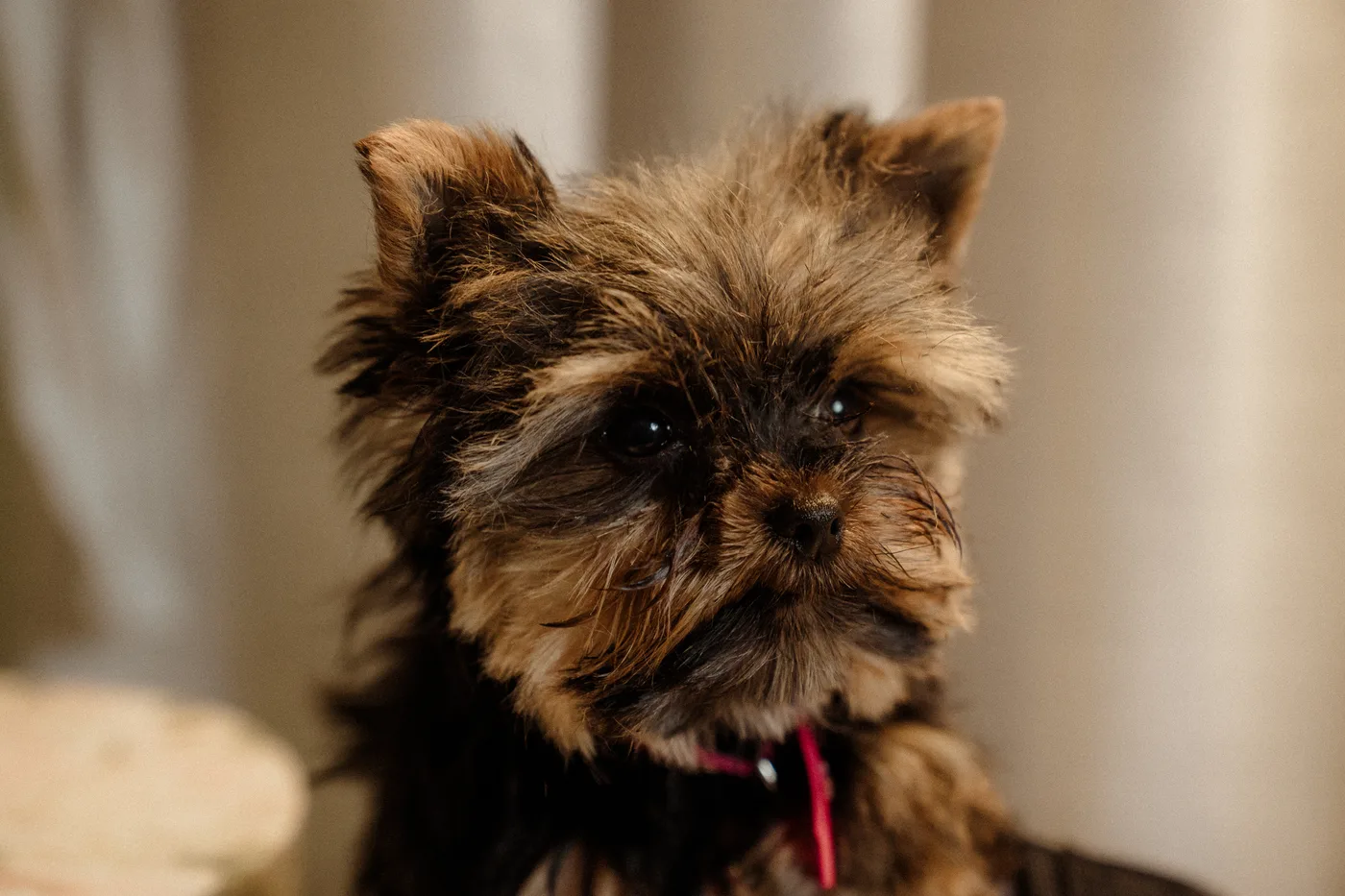 Close-up of a freshly styled Yorkie face