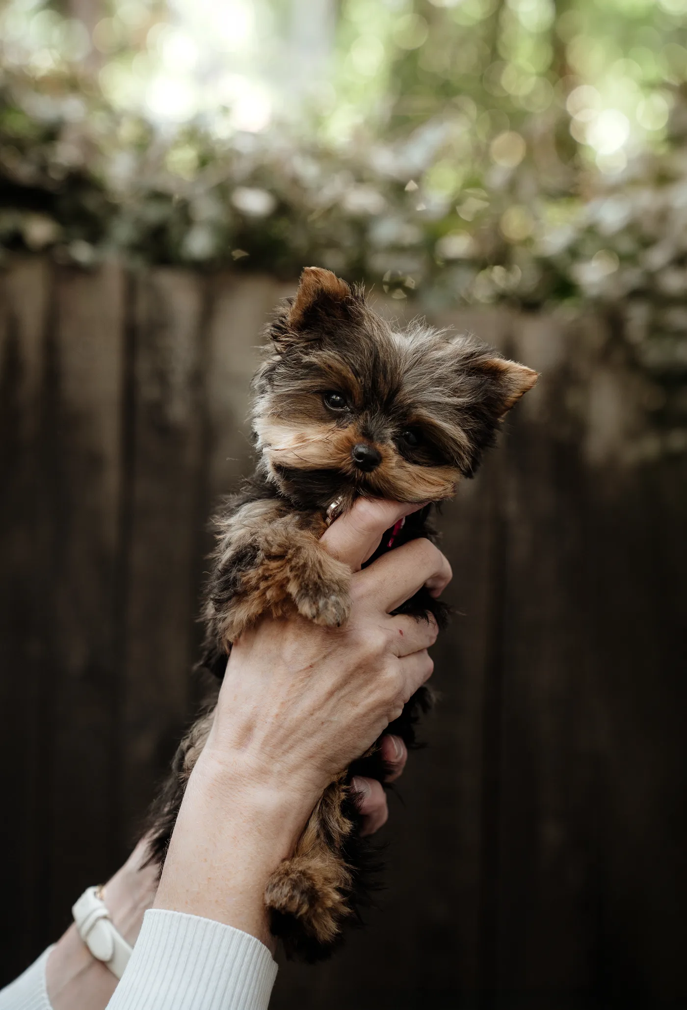 A polished Yorkie outside the salon
