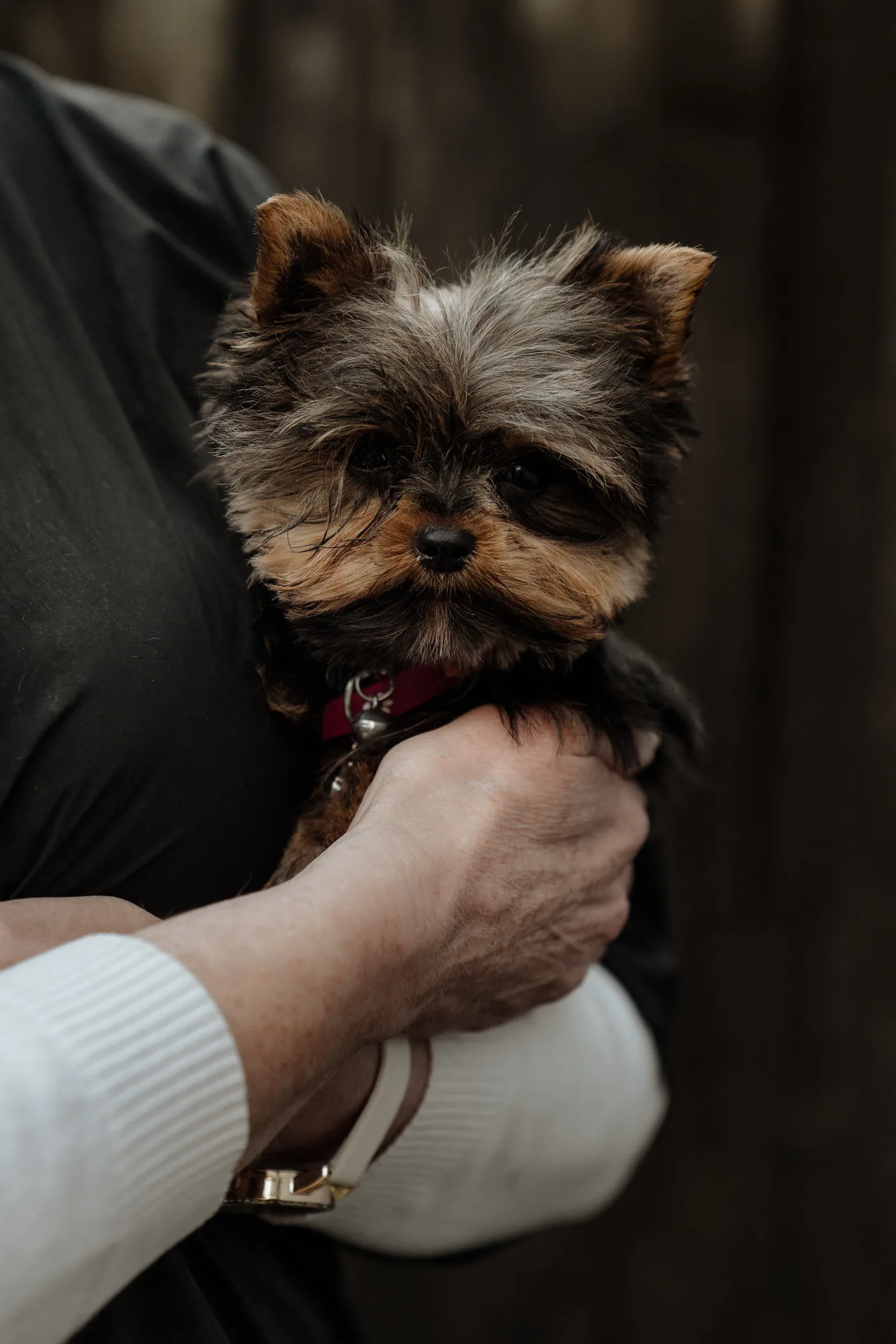 A freshly groomed Yorkie held up after the finish