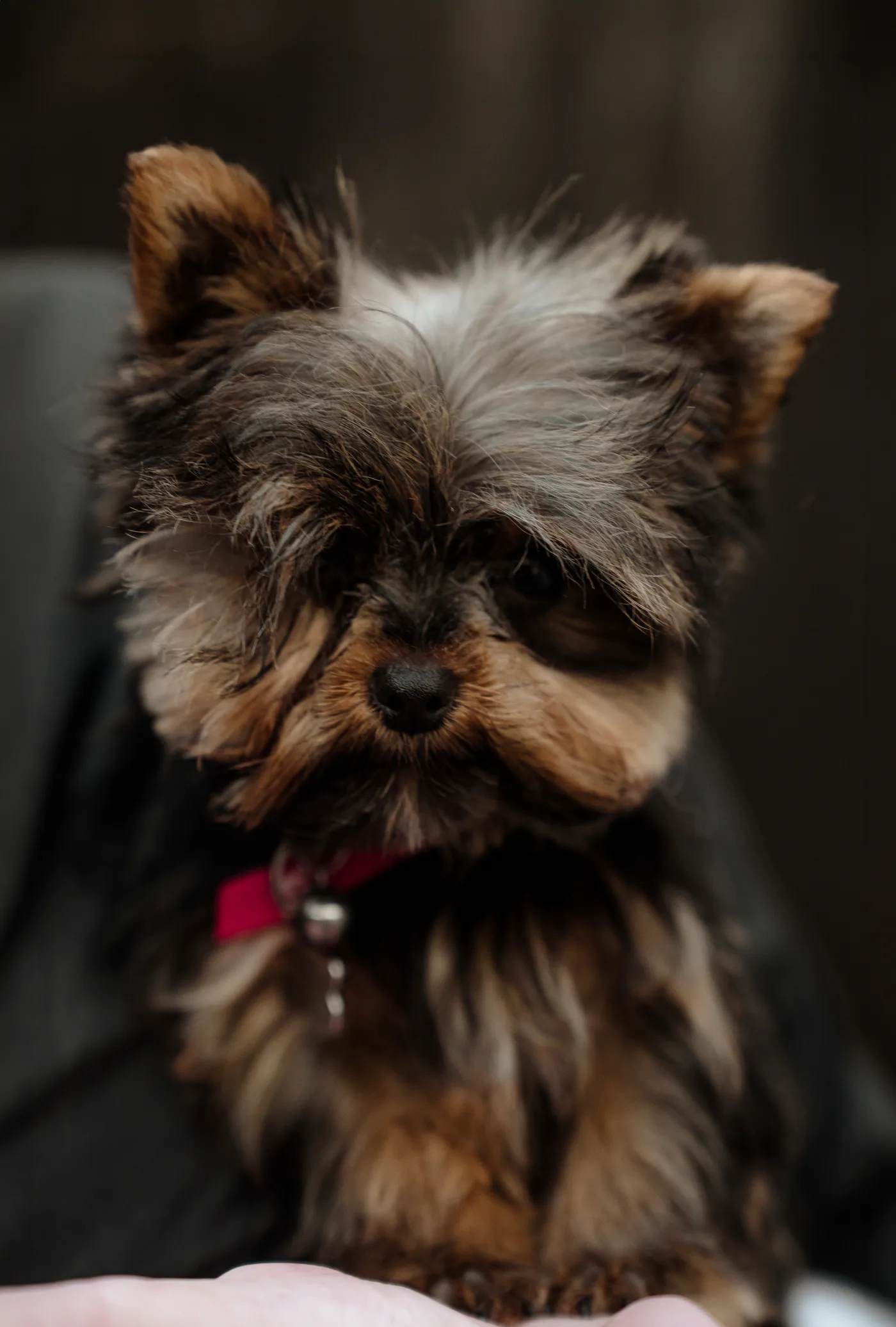 A beautifully finished Yorkie after a full groom