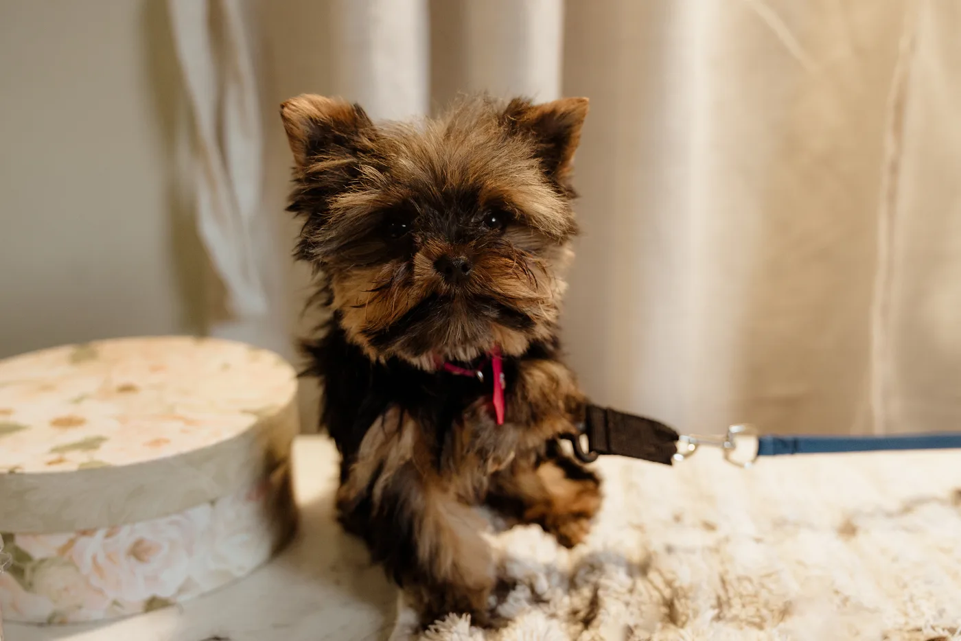 A polished pup on the grooming table