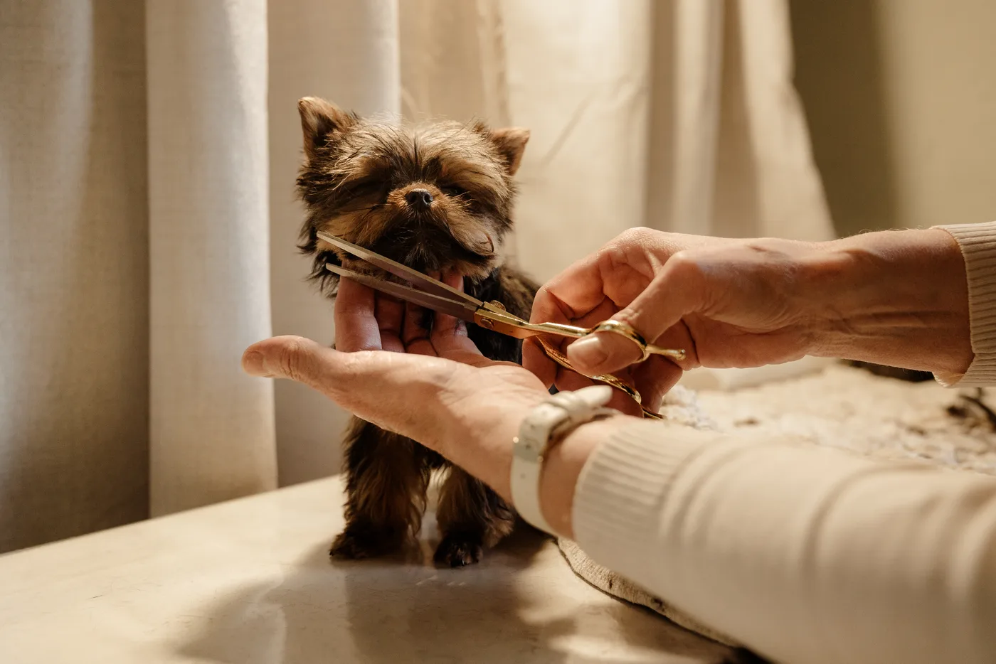 Scissoring a paw by hand for a neat finish