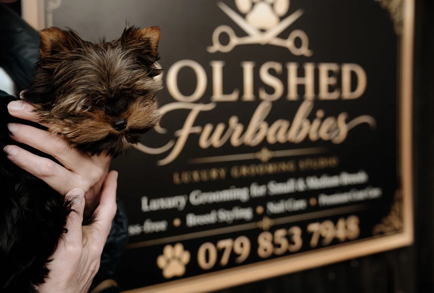 A Yorkie held up beside the Polished Furbabies sign