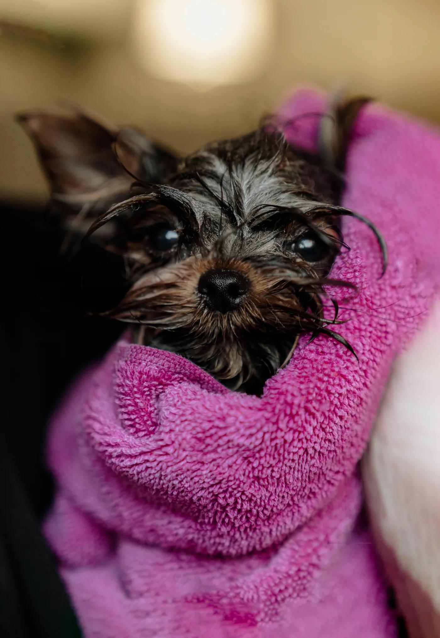 A wet Yorkie wrapped in a soft pink towel