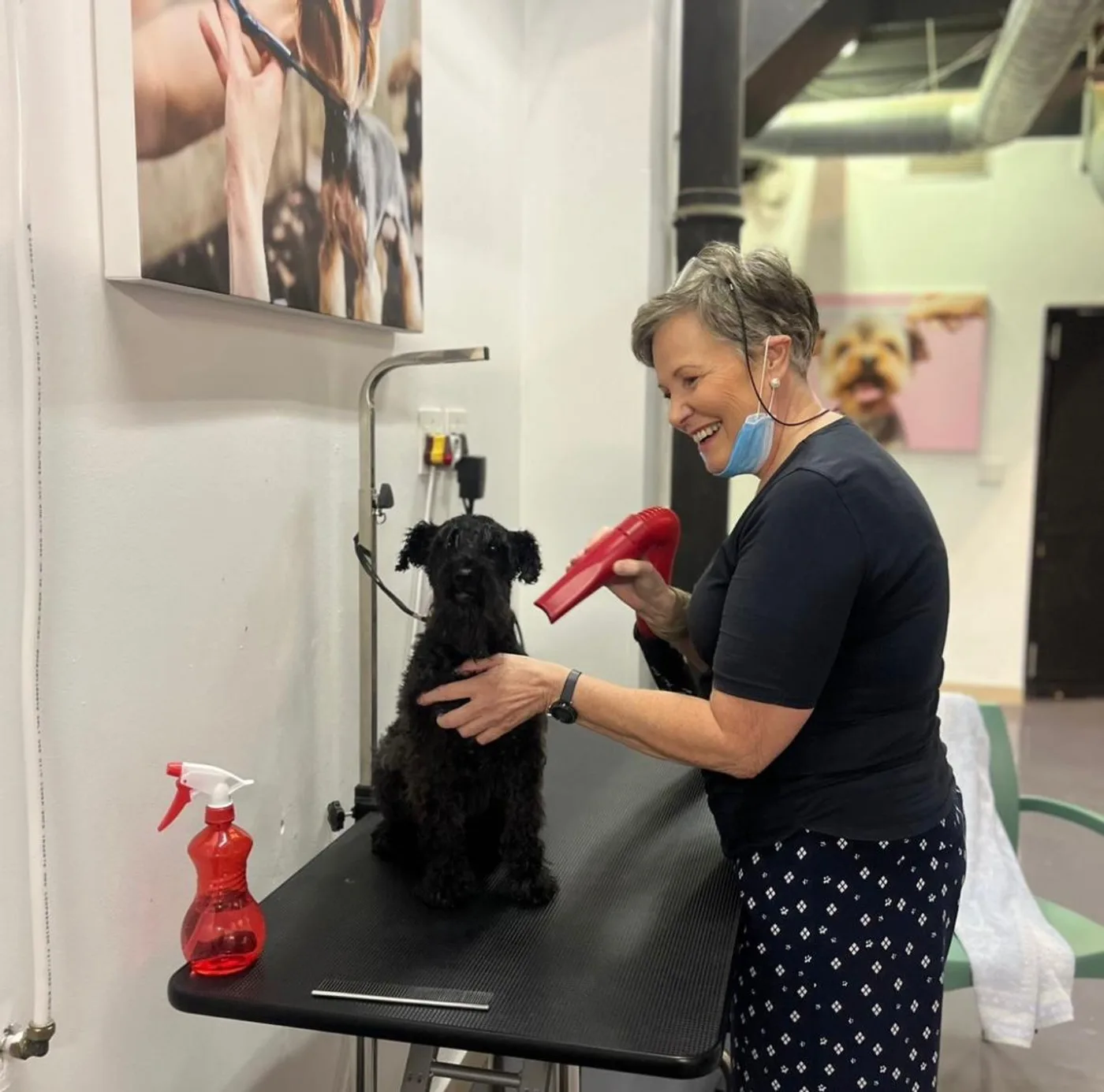 Blow-drying a schnauzer at the salon