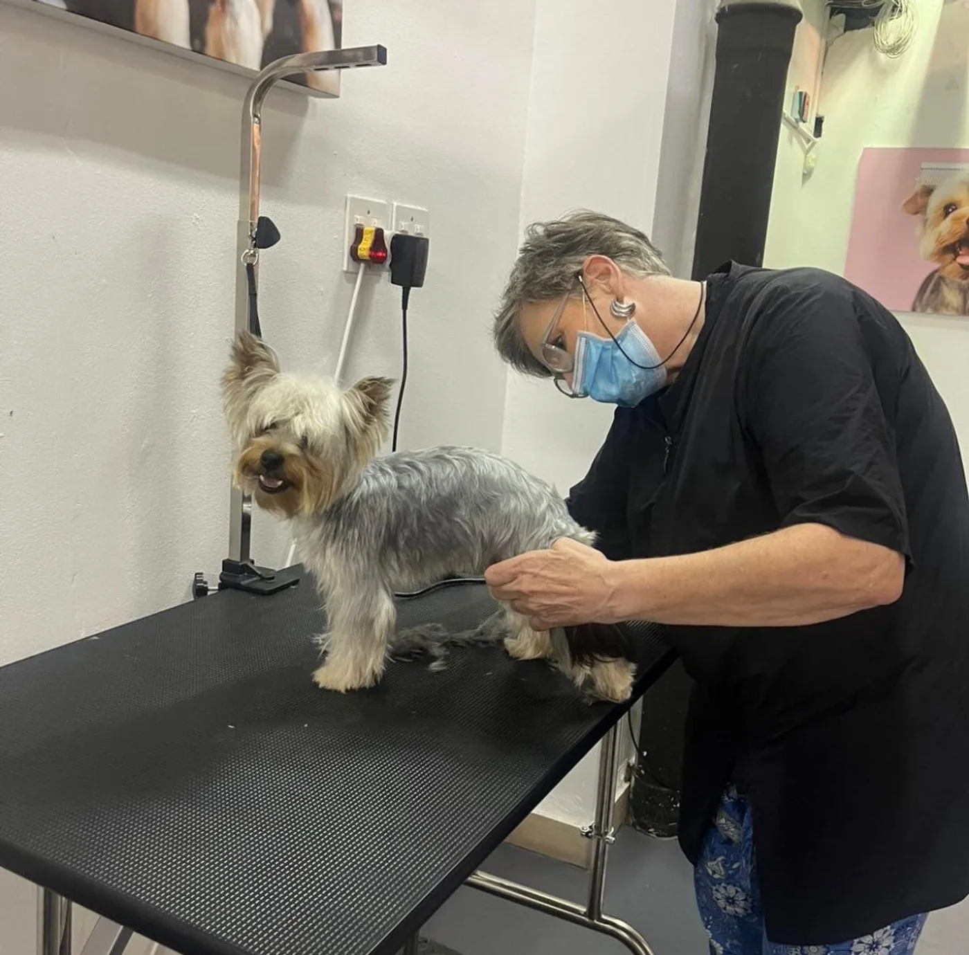 Tidy body trim on a Yorkie